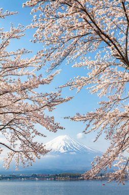 Sakura kiraz çiçeği ve dağ Kawaguchiko Gölü, Fuji Japonya.