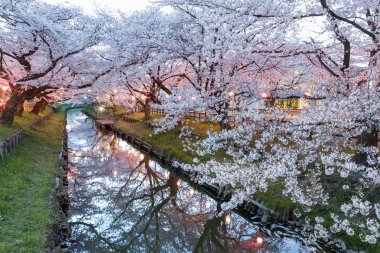 Küçük kanal bahar sezonu, Japonya Japon Sakura kiraz çiçeği.