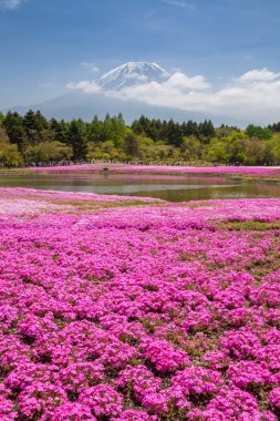 Dağ Fuji ve pembe moss alan bahar sezonu, Japonya.
