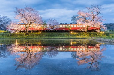 Bahar mevsimi, Japonya Kominato Tetsudo tren ve Sakura kiraz çiçeği ile yak.
