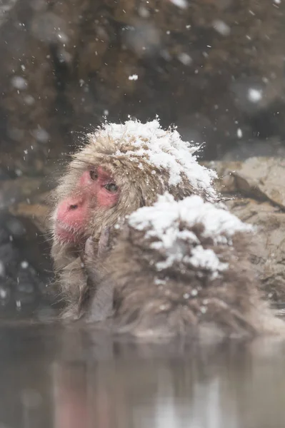 Jigokudani Monkey Park Banho Macaco Nascente Termal Natural Nagano Japão — Fotografia de Stock