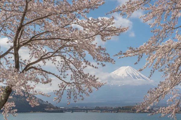 Sakura Flor Cerezo Montaña Fuji Lago Kawaguchiko Japón —  Fotos de Stock