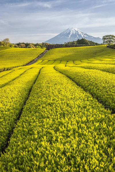 Gospodarstwo Herbata Mount Fuji Wiosnę Shizuoka Prefecture Japonia — Zdjęcie stockowe