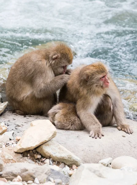 地狱谷猴公园 猴子沐浴在自然温泉在长野 — 图库照片