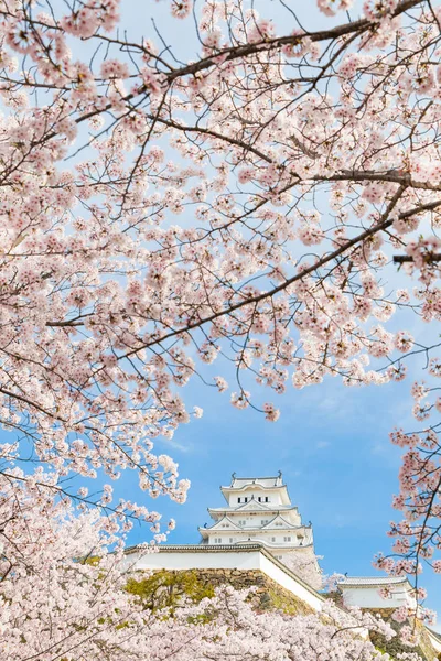 Замок Хімедзі Японська Біла Чапля Замок Sakura Цвітіння Вишні Сезон — стокове фото