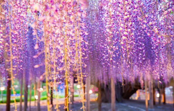 150 Років Старі Великий Вістерія Вночі Асікаґа Квітковий Парк Японія — стокове фото