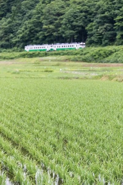 Campo Arroz Ferrocarril Tadami Temporada Verano Prefectura Fukushima Japón —  Fotos de Stock