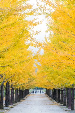 Ginkgo ağaçları Sonbahar sezonu Azuma spor Park, Fukushima ili, Japonya.