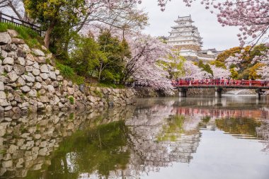 Beyaz Heron kale sakura kiraz çiçeği sezonu, Japonya.
