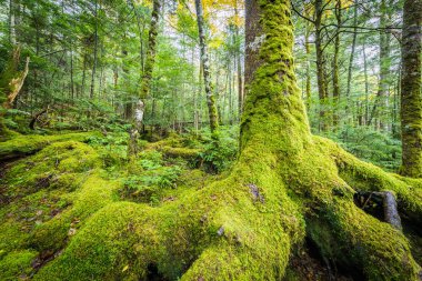Yeşil yosun ve yeşil Shiragoma orman yok Ike, Nagano, Japonya.