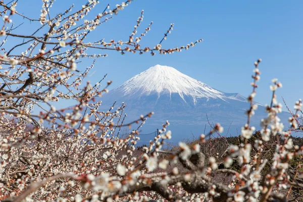 Chinese plum flowers and Mountain Fuji in spring season, Japan.