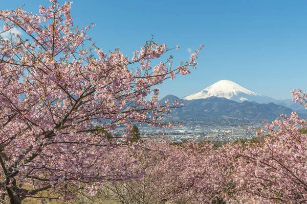 Alberi Sakura Fuji Montagna Oshino Hakkai Nella Stagione Primaverile — Foto Stock