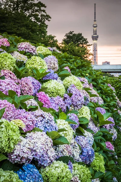 Hydrangea bush on Tokyo Sky tree background