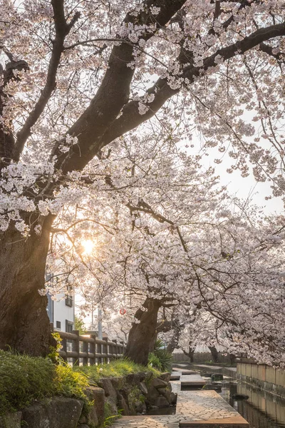 Flor Cerezo Sakura Japonés Con Pequeño Canal Temporada Primavera —  Fotos de Stock