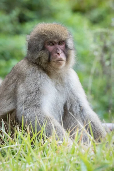Jigokudani Monkey Park Monkey Resting Grass Nagano Japan — Stock Photo, Image