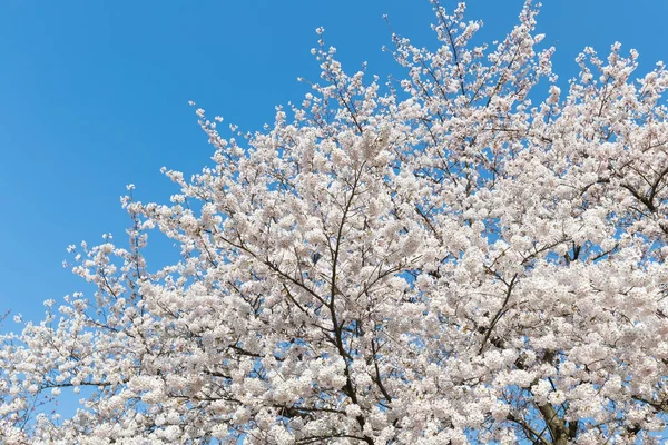 Japanska Sakura Cherry Blossom Vårsäsongen — Stockfoto