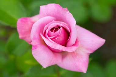 Pembe Gül bahçesinde yakın çekim