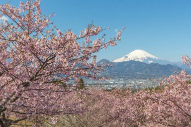 Kawazu Sakara ve dağ Fuji bahar sezonu 
