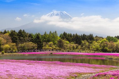 Dağ Fuji ve pembe çiçekler alan bahar sezonu