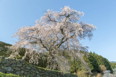 Matabei sakura Hongo, Nara ili içinde