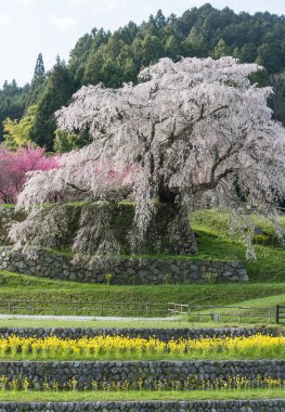 Matabei sakura Hongo alanında, Nara ili