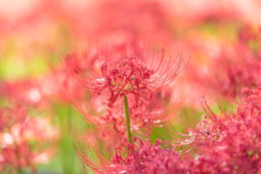 Sonbahar mevsiminde kırmızı örümcek zambak yakın çekim