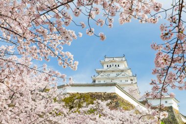 blossom ve Japonya Himeji Kalesi Sakura ağaçlar 