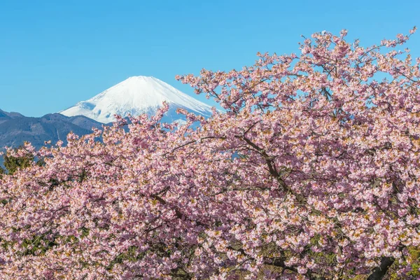 河津サカラと春の山富士 — ストック写真