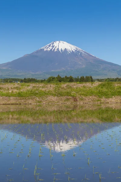 Mount Fuji Rijst Veld Lente Seizoen — Stockfoto