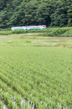 Pirinç alan ve yaz sezonu Tadami demiryolu hattı olarak Fukushima ili.