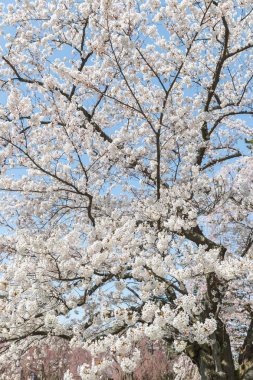Japon Sakura kiraz çiçeği bahar sezonu