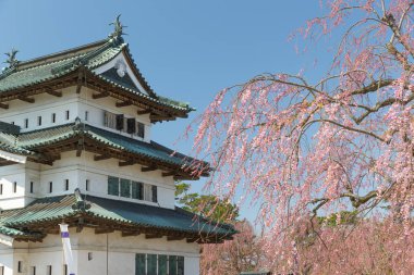 Hirosaki Kalesi ve Sakura kiraz çiçeği ağaç bahar
