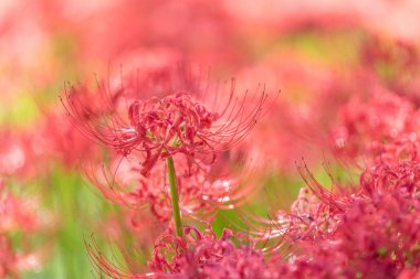 Yakından - sonbaharın kırmızı örümcek zambak