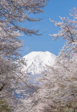 Sakura ağacı ve dağ Fuji bahar sezonu Oshino Hakkai