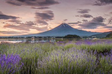 Fuji Dağı ve Gölü kawaguchiko lavanta alanları yaz sezonunda gece görünümü