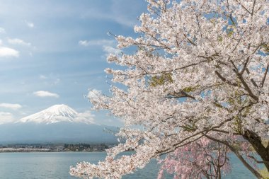 Sakura kiraz çiçeği ve Kawaguchiko Gölü, Mt. Fuji Japonya bahar sezonunda