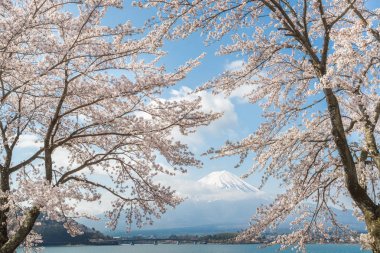Sakura kiraz çiçeği ve Kawaguchiko Gölü, Mt. Fuji Japonya bahar sezonunda