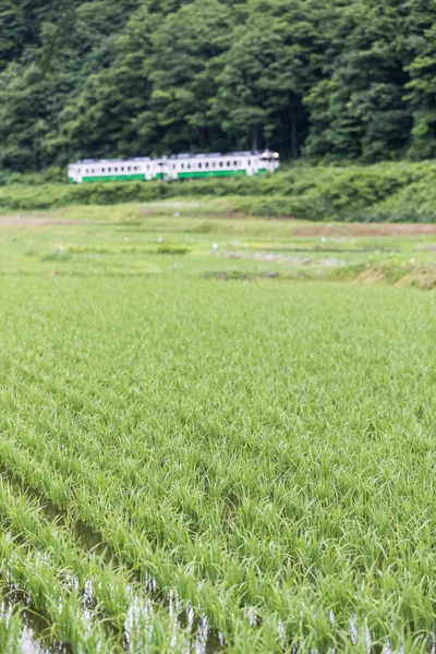 Campo Arroz Ferrocarril Tadami Temporada Verano Prefectura Fukushima —  Fotos de Stock