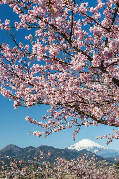 Kawazu Sakara Mountain Fuji Sezonul Primăvară — Fotografie, imagine de stoc