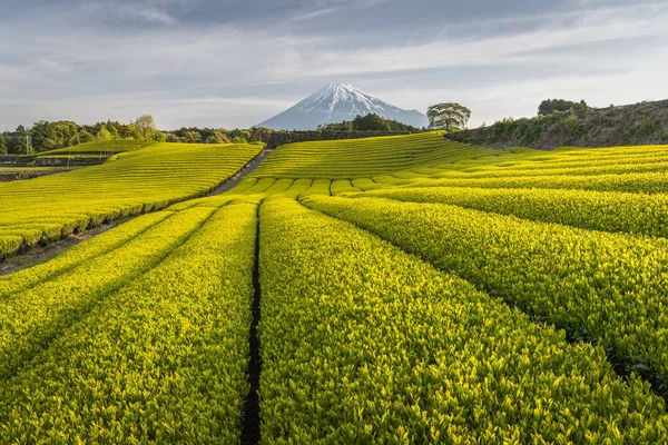 Čaje Farmu Hory Fudži Jaře Prefektuře Šizuoka — Stock fotografie