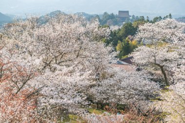 Yoshinoyama sakura kiraz çiçeği. Nara, Japonya'nın en ünlü kiraz çiçeği nokta ile ilgilenen Mount Yoshino