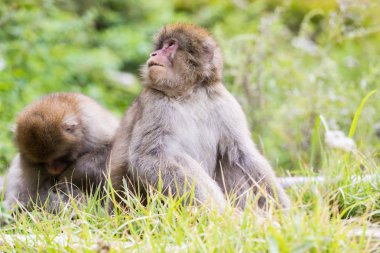 Jigokudani maymun Park, doğal bir kaplıca Nagano, Japonya, içinde banyo maymun