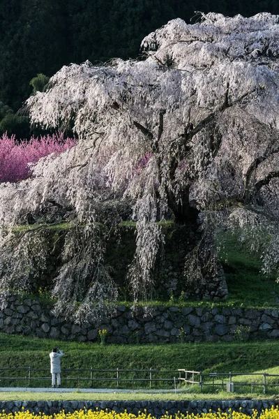 Matabei Sakura Iubitul Cireș Uriaș Draping Plantat Zona Hongo Din — Fotografie, imagine de stoc