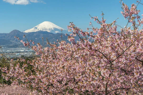 stock image Kawazu Sakara and Mountain Fuji in spring season