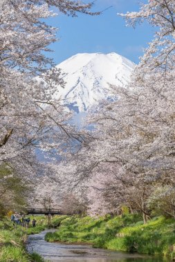 Sakura ağacı ve dağ Fuji bahar sezonu Oshino Hakkai