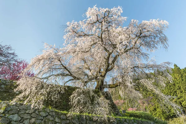 Matabei Sakura Ukochany Gigant Drapowania Wiśniowe Drzewo Zasadzone Dzielnicy Hongo — Zdjęcie stockowe