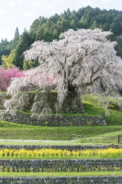 Matabei Sakura Любимый Гигантский Драпировочное Вишневое Дерево Посажено Районе Хонго — стоковое фото