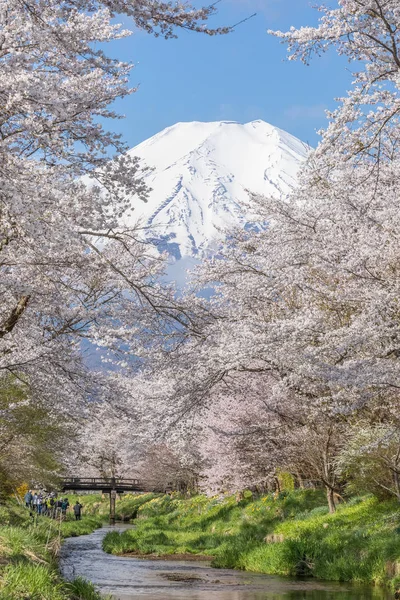 Sakura ağacı ve dağ Fuji bahar sezonu Oshino Hakkai