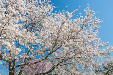 Japon Sakura kiraz çiçeği bahar sezonu