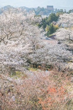 Yoshinoyama sakura kiraz çiçeği. Nara, Japonya'nın en ünlü kiraz çiçeği nokta ile ilgilenen Mount Yoshino
